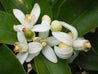 Exotic Blossom Body Wash